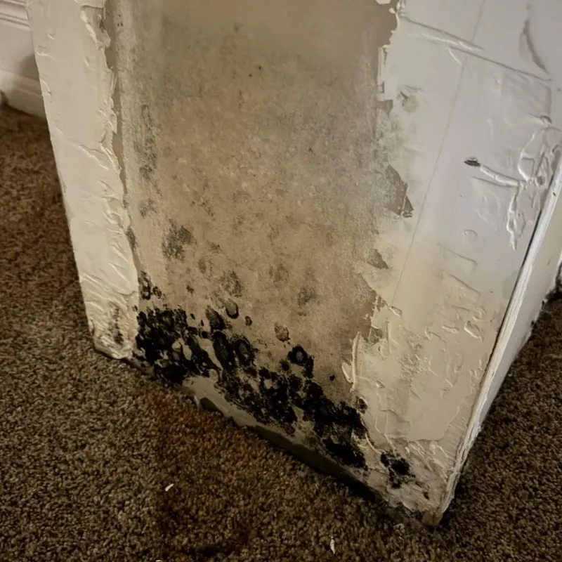 Professional Mold Removal in Lawrence County, MO
